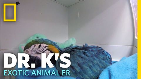 快方に向かうコンゴウインコの赤ちゃん｜ドクターKのエキゾチックアニマルER (Baby Macaw on the Mend | Dr. K's Exotic Animal ER)