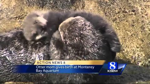 Another wild sea otter gives birth outside Monterey Bay Aquarium