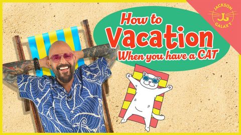 What to Do For Your Cat When You Go Away on Vacation!