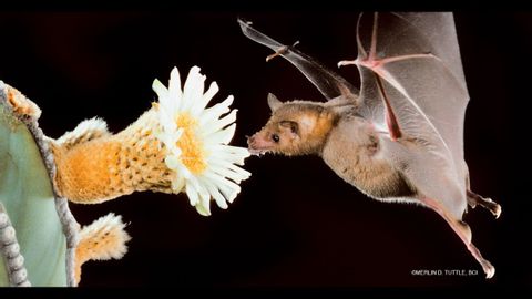 喜歡龍舌蘭酒，喜歡為蝙蝠授粉！ (Love tequila, love pollinating bats!)