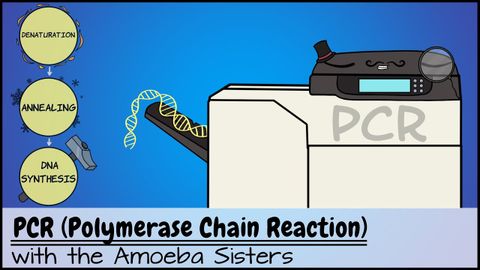 PCR（聚合酶鏈反應） (PCR (Polymerase Chain Reaction))