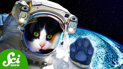 猫が宇宙飛行士に？！宇宙に行った初の猫ちゃんを紹介