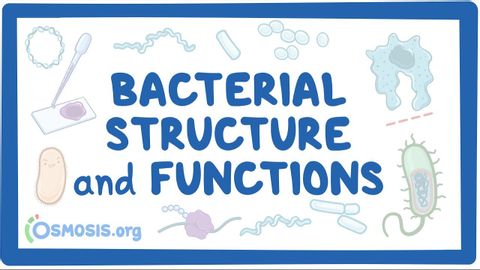 細菌的結構和功能 (Bacterial Structure and Functions)