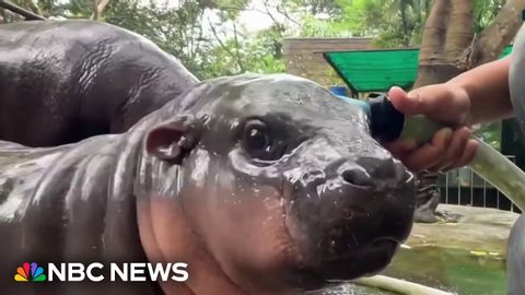 ムーと名付けられたカバの赤ちゃんがバイラル・センセーションに (Baby Hippo named Moo becomes viral sensation)