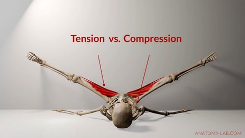 柔軟性トレーニングにおける張力と圧縮を理解する｜解剖学ラボ (Understanding Tension vs. Compression in Flexibility Training | Anatomy Lab)