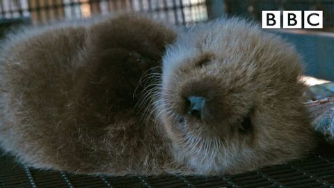 Welcome to the orphaned sea otter salon | Super Cute Animals - BBC