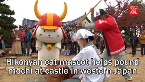 ひこにゃん、西日本のお城で餅つきを手伝う (Hikonyan cat mascot helps pound mochi at castle in western Japan)