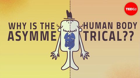 【TED-Ed】Why are human bodies asymmetrical? - Leo Q. Wan