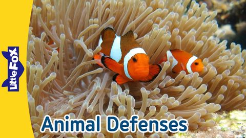 Amazing Animal Defenses: How Walruses, Turtles, Frogs & More Protect Themselves! | Little Fox