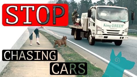 How to stop your dog from chasing cars!