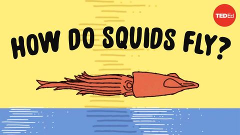 These squids can fly... no, really - Robert Siddall