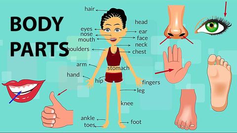 身體部位詞彙 (Body Parts Vocabulary)