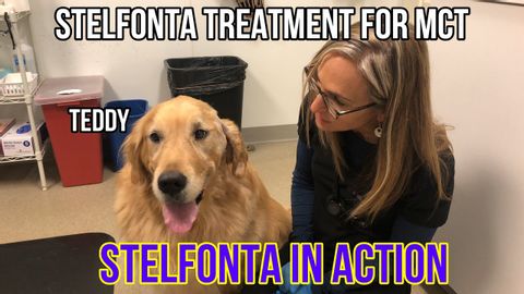 Cancer Treatment Stelfonta in Action for Mast Cell Tumors in Dogs - VLOG 132