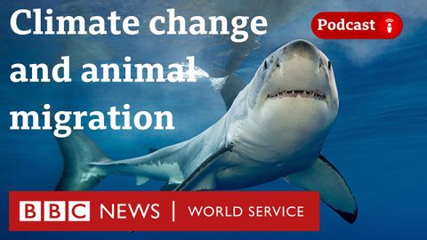 Why protecting animal migrations could help the planet - The Climate Question, BBC World Service