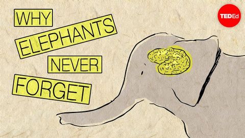 【TED-Ed】為何大象不會忘記任何事？ (【TED-Ed】Why elephants never forget - Alex Gendler)