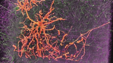 Neurons & Synapses