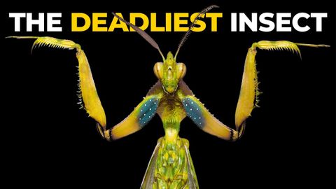 The Insane Biology of: The Praying Mantis