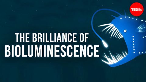 【TED-Ed】神奇的發光體生物 (The brilliance of bioluminescence - Leslie Kenna)