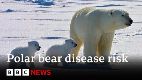 Polar bears face higher risk of disease in a warming Arctic | BBC News