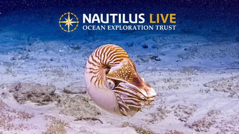 First nautiloids spotted from E/V Nautilus on last dive of season! | Nautilus Live