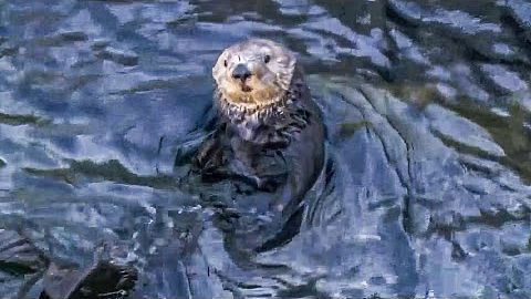 美聯儲研究建議在北加州海岸重新引入海獺 (Fed study suggests reintroducing sea otters to Northern California coast)