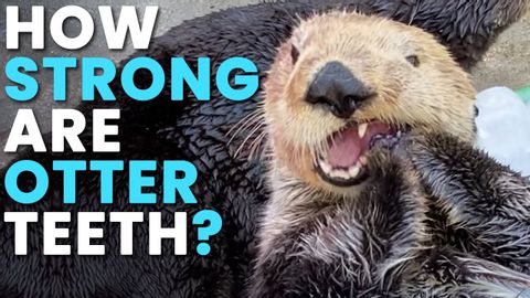 Sea Otters LOVE Ice! But Why -- A Marine Biologist EXPLAINS