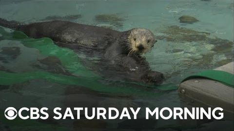 蒙特雷灣水族館海獺恢復計劃不斷擴大 (Monterey Bay Aquarium's sea otter recovery program expanding)