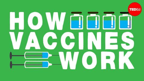 【TED-Ed】How do vaccines work? - Kelwalin Dhanasarnsombut