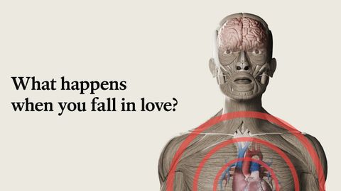 What happens to your brain when you fall in love?