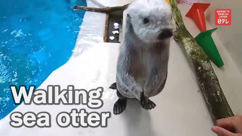 Walking sea otter