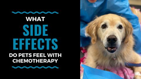 化療會給寵物帶來哪些副作用？VLOG 93 (What Side Effects Do Pets Feel with Chemotherapy: VLOG 93)