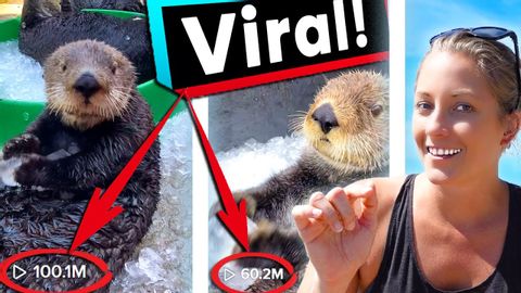 Sea Otter LOVES Ice and Goes VIRAL!