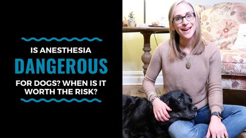 Is Anesthesia Dangerous for Dogs? When is it Worth the Risk? Vlog 103