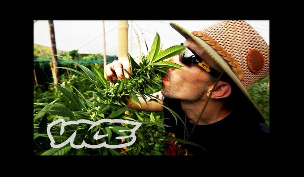 毒品的真相 紀錄片 大麻 Truth About Drugs Documentary Marijuana Voicetube 看影片學英語