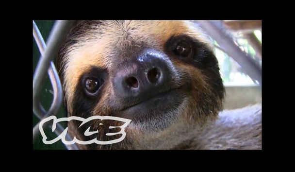 可愛すぎる ナマケモノのまったり生態に迫る The Extreme Life Of A Sloth Voicetube 動画で英語を学ぶ